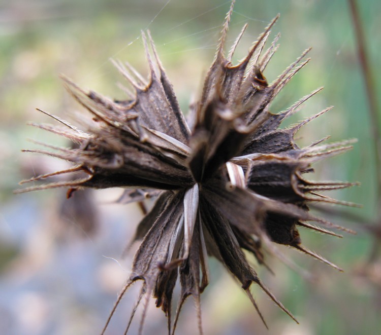 Bidens frondosa / Forbicina peduncolata